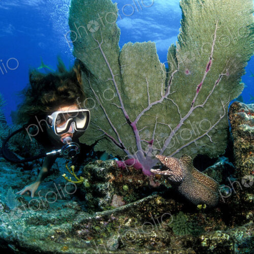 Scuba diver peers around a sea fan coral at Spotted moray eel at a shipwreck site. Scuba diver peers around a sea fan coral at Spotted moray eel at a shipwreck site.