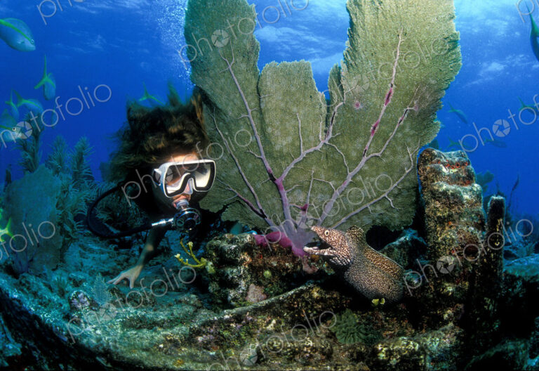 Scuba diver peers around a sea fan coral at Spotted moray eel at a shipwreck site.