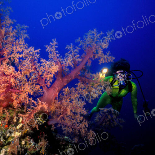Scuba diver with a flashlight illuminates vividly colored soft corals, Great Barrier… Scuba diver with a flashlight illuminates vividly colored soft corals, Great Barrier…