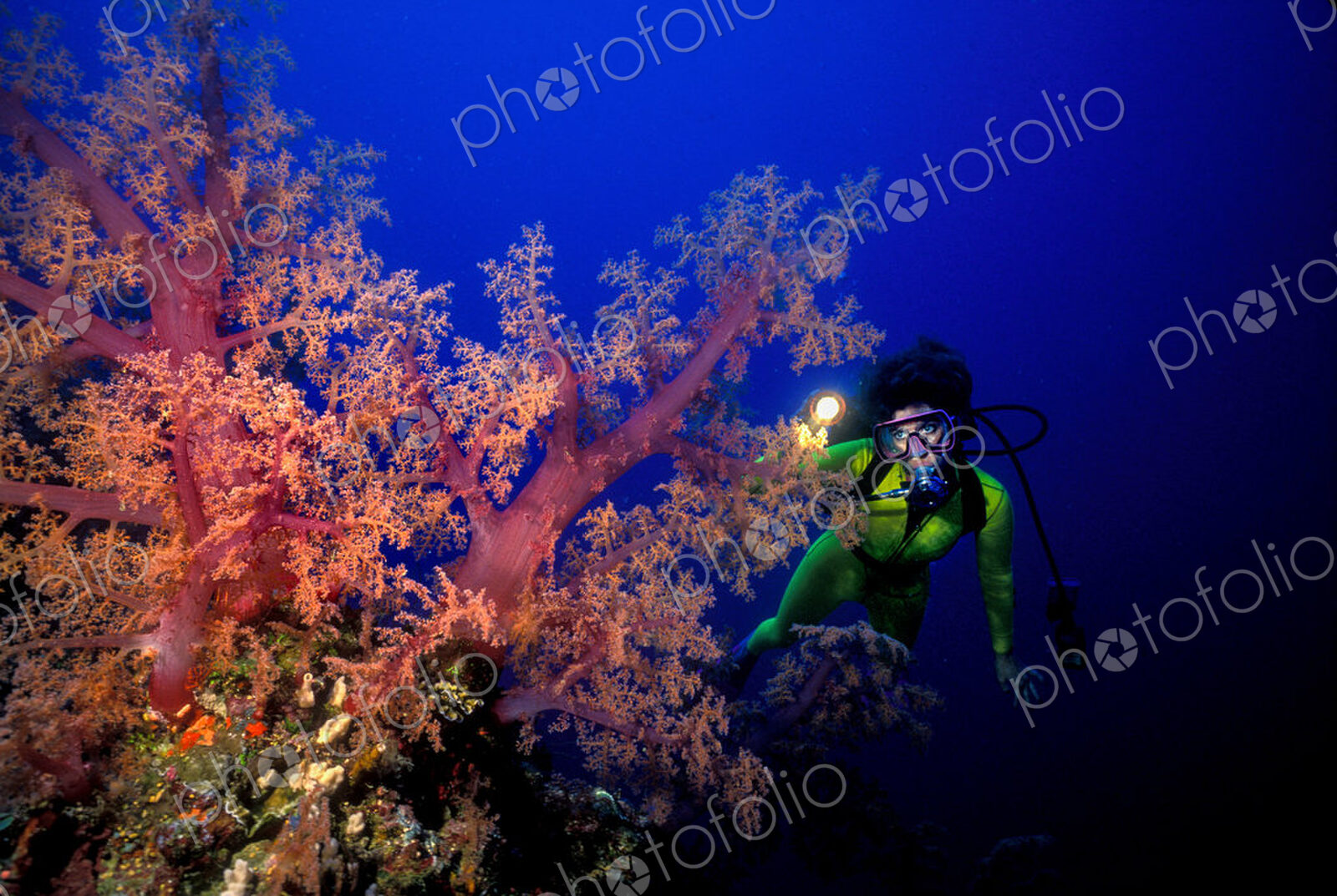 Scuba diver with a flashlight illuminates vividly colored soft corals, Great Barrier…
