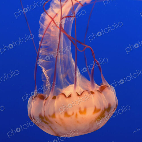 Sea nettle jellyfish, Chrysaora fuscescens scyphozoa, in a water tank Sea nettle jellyfish, Chrysaora fuscescens scyphozoa, in a water tank