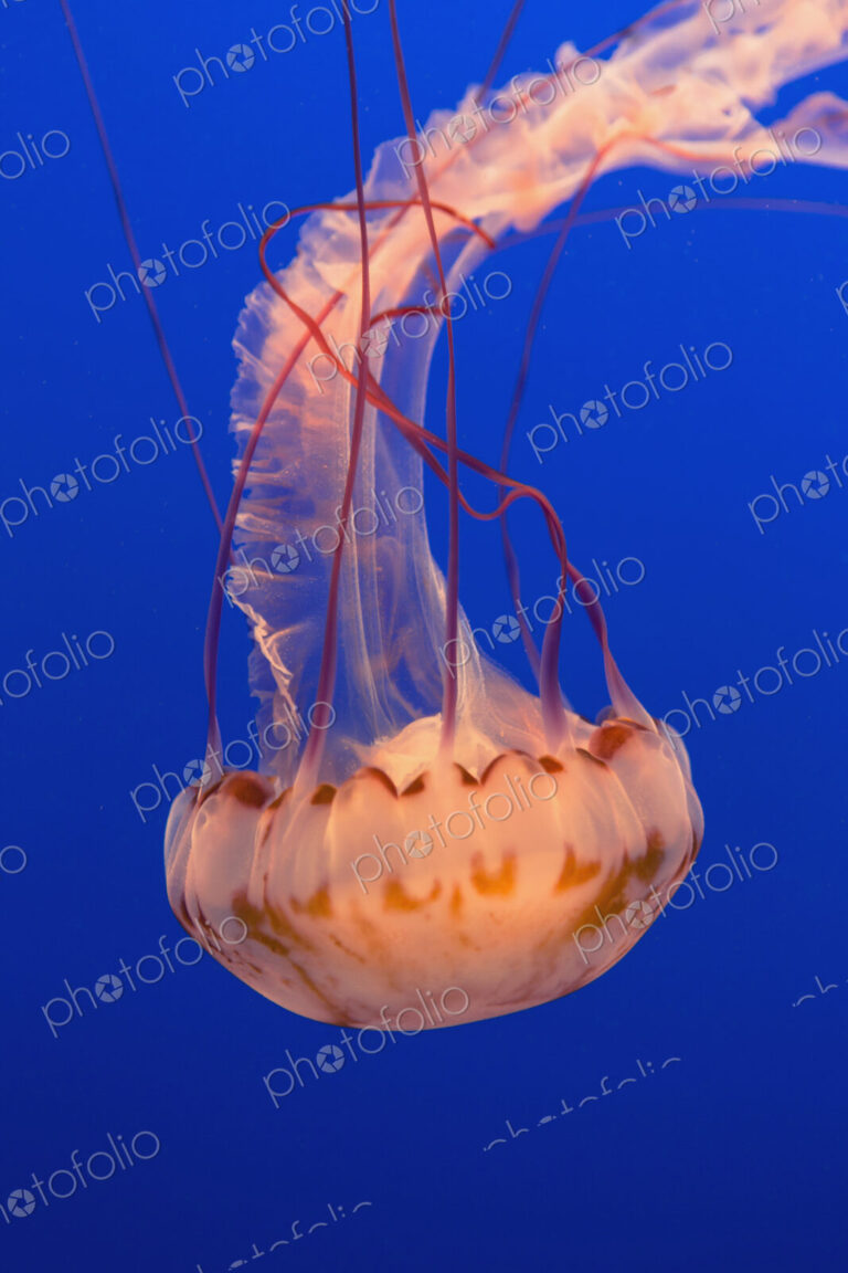 Sea nettle jellyfish, Chrysaora fuscescens scyphozoa, in a water tank