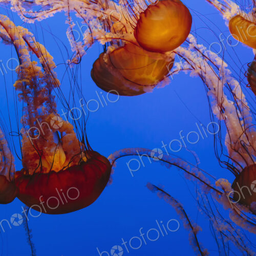 Sea nettle jellyfish, Chrysaora fuscescens scyphozoa, in a water tank Sea nettle jellyfish, Chrysaora fuscescens scyphozoa, in a water tank
