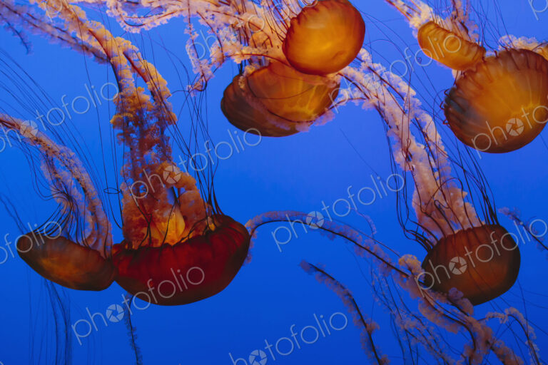 Sea nettle jellyfish, Chrysaora fuscescens scyphozoa, in a water tank
