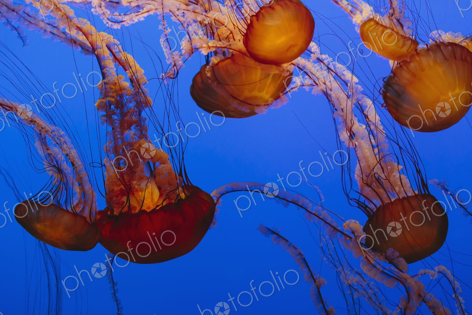 Sea nettle jellyfish, Chrysaora fuscescens scyphozoa, in a water tank