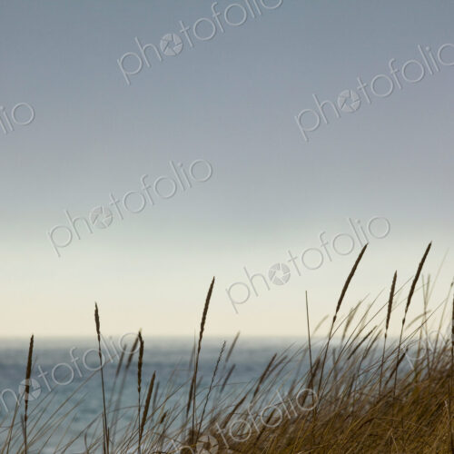 Sea shore grass along the Strait of Juan de Fuca, Port Angeles and view out to sea.