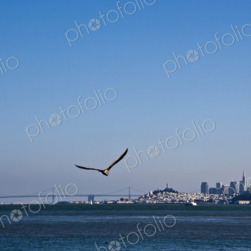 Seagull Flying Over San Francisco Bay