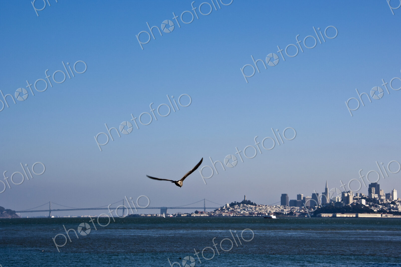 Seagull Flying Over San Francisco Bay