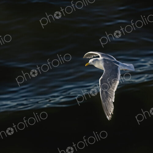 Seagull flying over rippling water