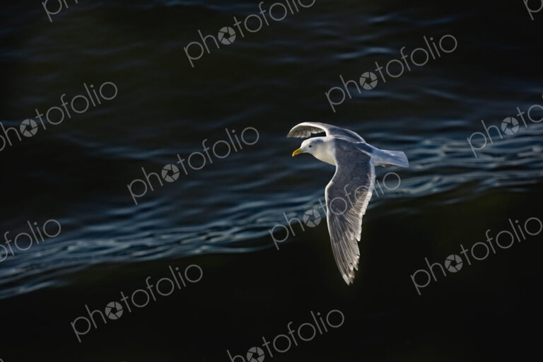 Seagull flying over rippling water