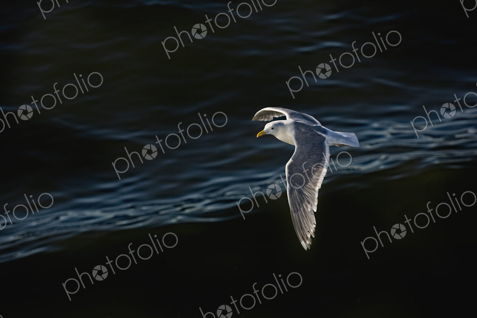 Seagull flying over rippling water