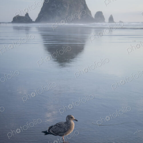 Seagull near Haystack Rock reflecting in ocean, Cannon Beach, Oregon, United States Seagull near Haystack Rock reflecting in ocean, Cannon Beach, Oregon, United States