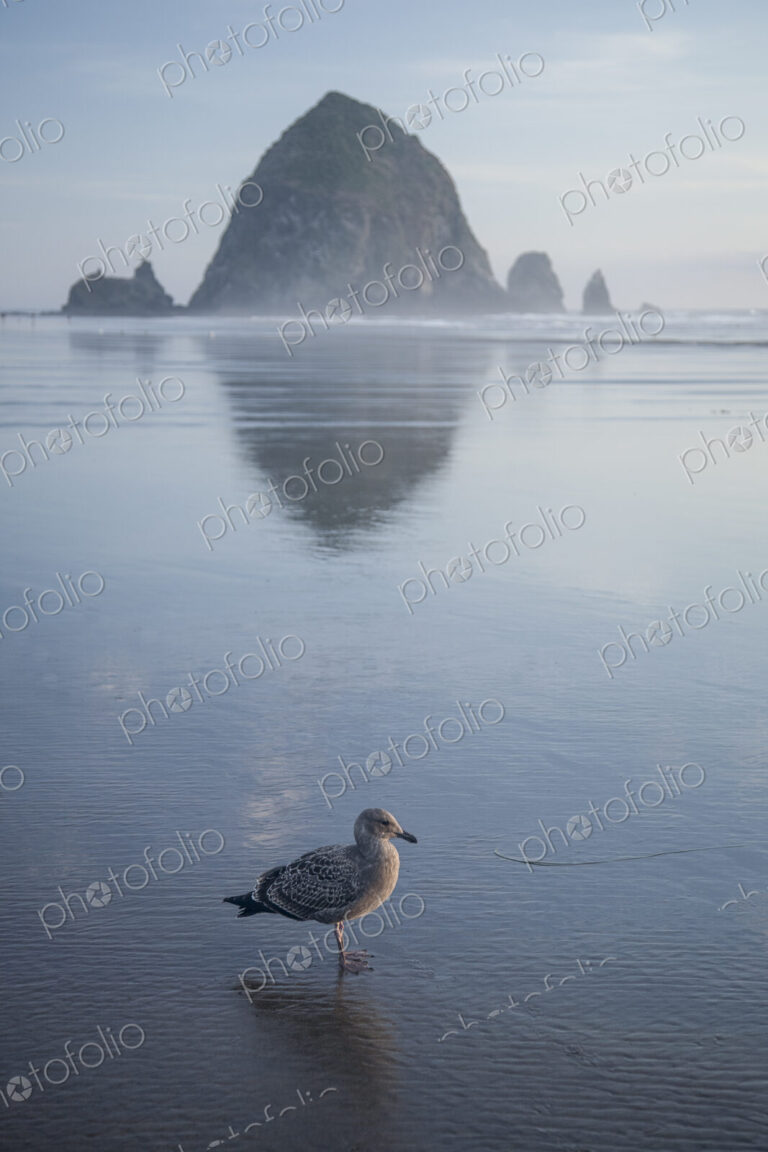 Seagull near Haystack Rock reflecting in ocean, Cannon Beach, Oregon, United States