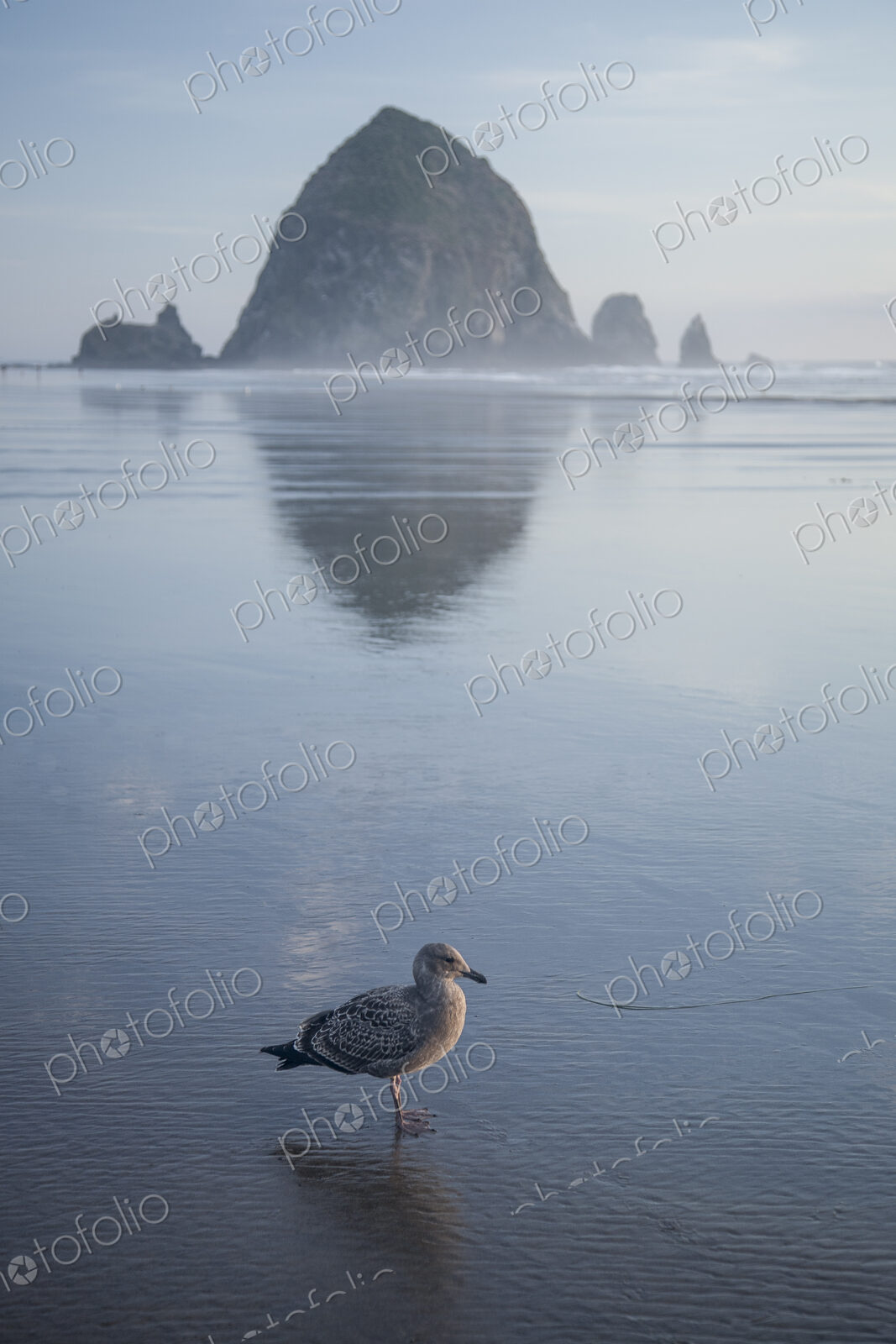 Seagull near Haystack Rock reflecting in ocean, Cannon Beach, Oregon, United States