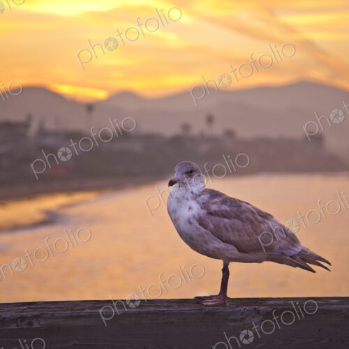 Seagull on Boardwalk Railing Seagull on Boardwalk Railing