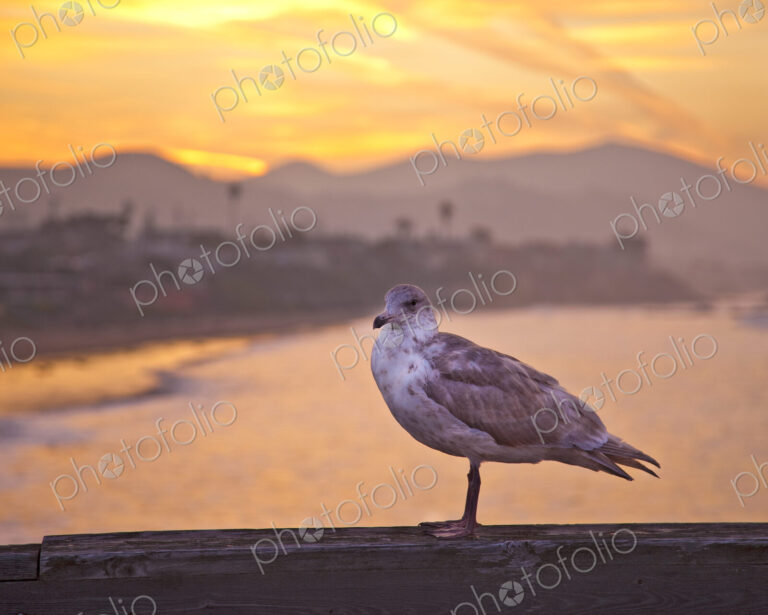 Seagull on Boardwalk Railing