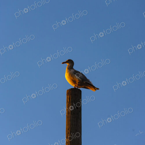 Seagull on piling, Seattle, WA USA
