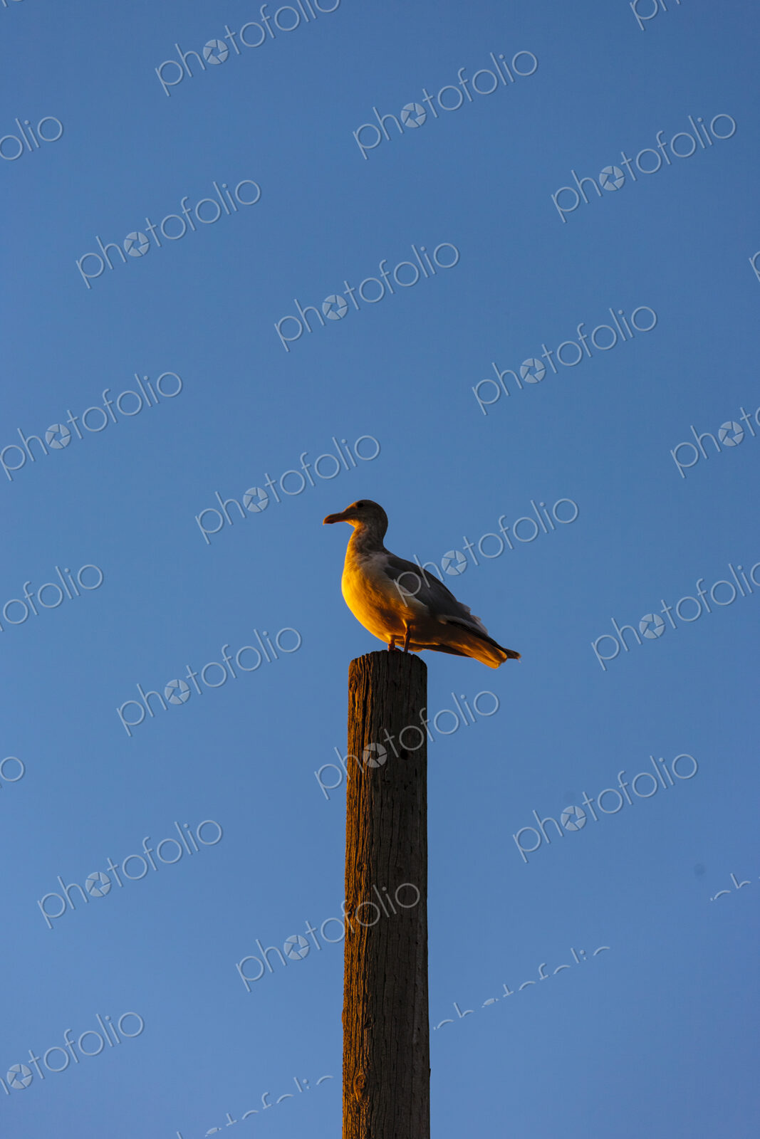 Seagull on piling, Seattle, WA USA