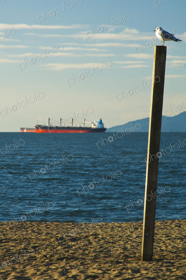 Seagull perched on pole on a beach, commercial freighter on the water