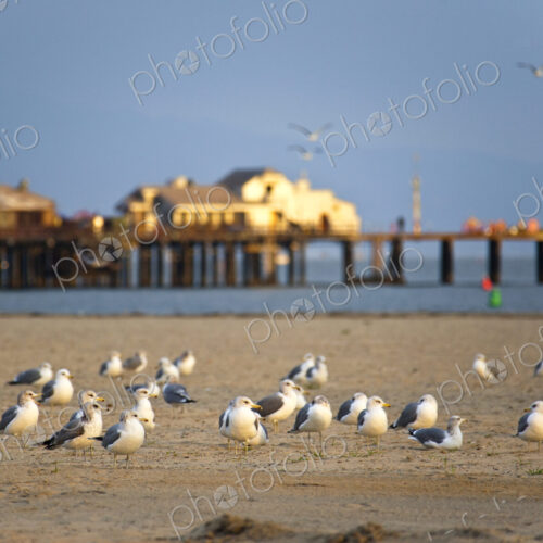 Seagulls on Beach