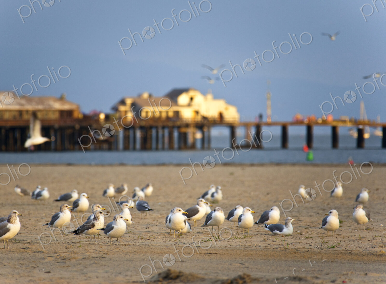 Seagulls on Beach
