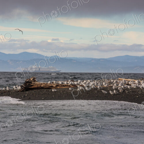 Seagulls on a sandbar at the Elwha River mouth, Strait of Juan de Fuca Seagulls on a sandbar at the Elwha River mouth, Strait of Juan de Fuca