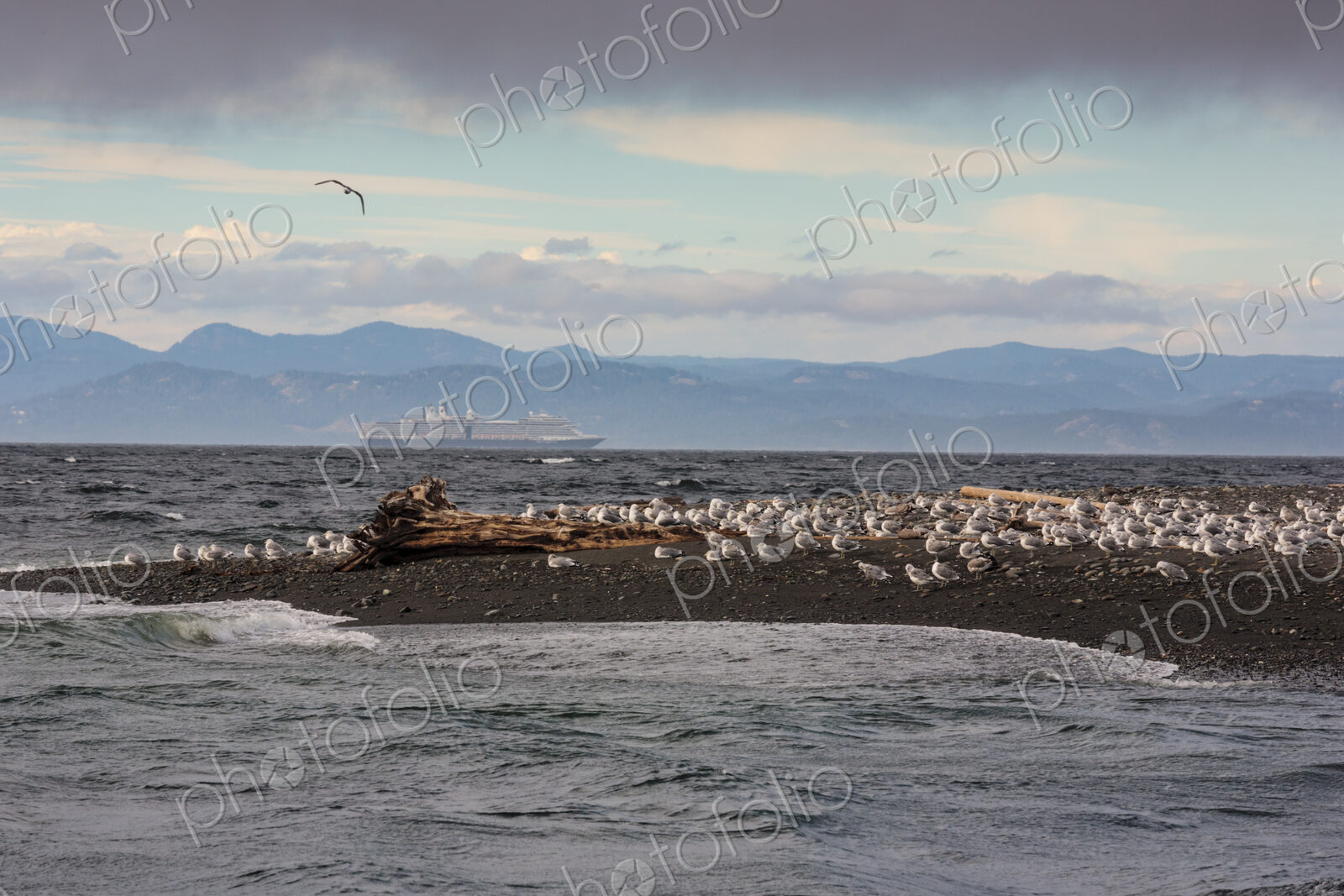 Seagulls on a sandbar at the Elwha River mouth, Strait of Juan de Fuca