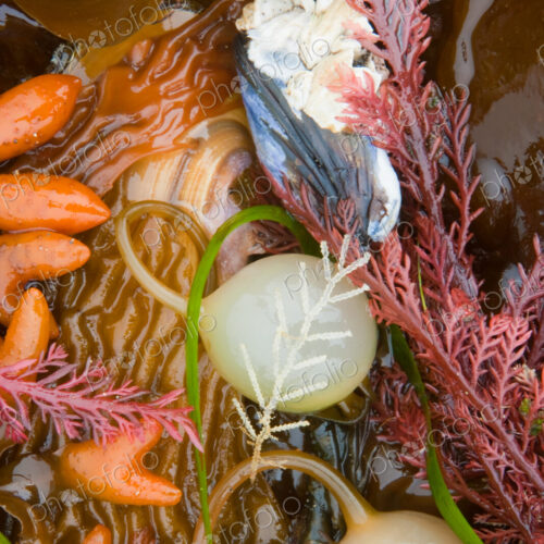 Seaweed, kelp, and sea shells on the coast of Alaska.