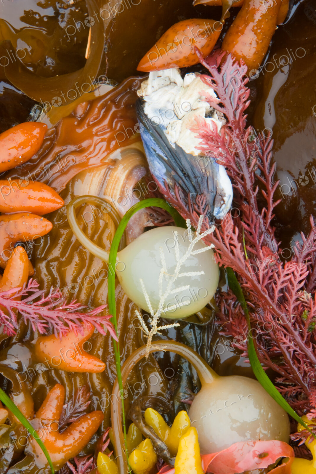 Seaweed, kelp, and sea shells on the coast of Alaska.