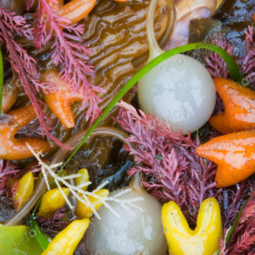 Seaweed, kelp, and sea shells on the coast of Alaska.