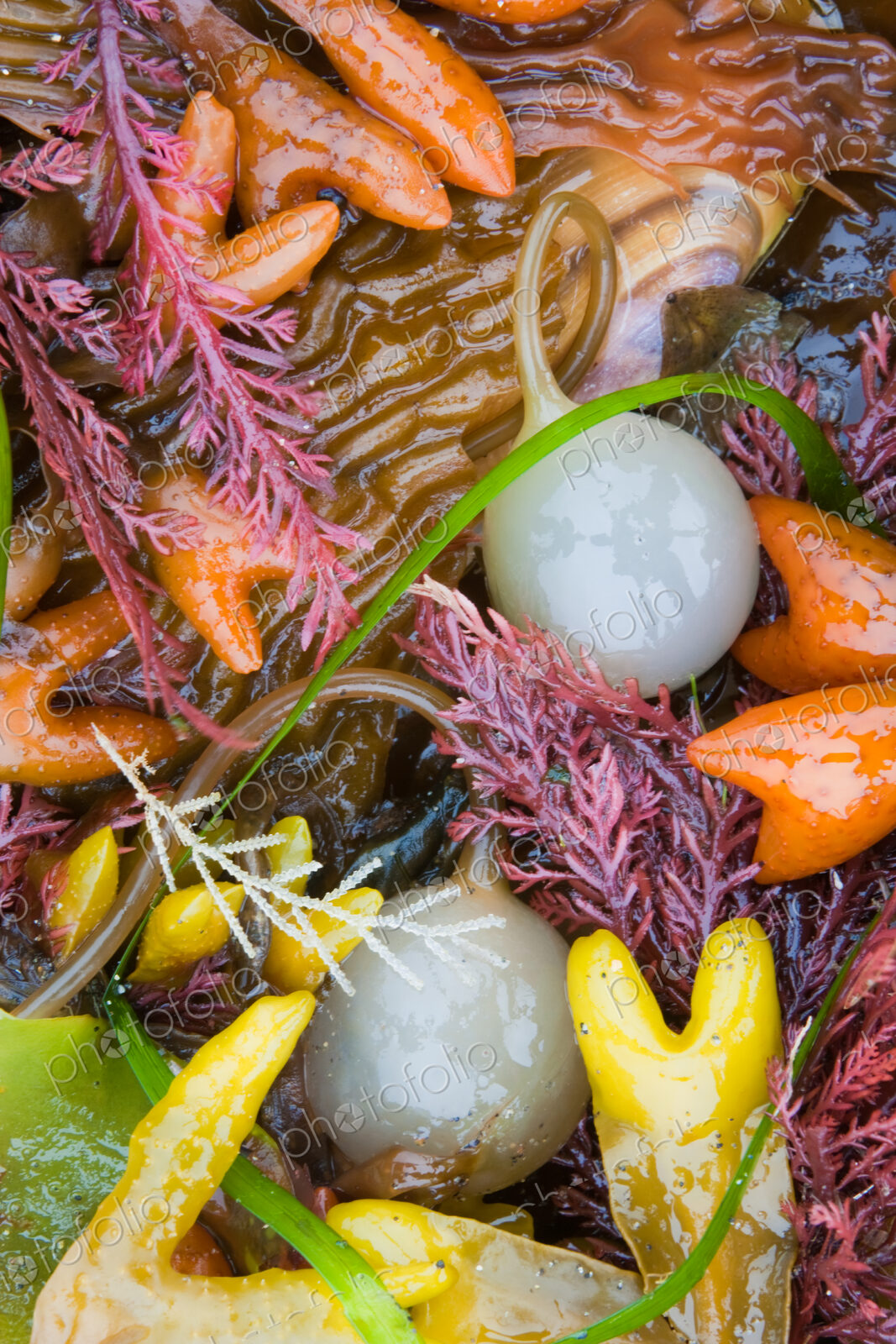 Seaweed, kelp, and sea shells on the coast of Alaska.