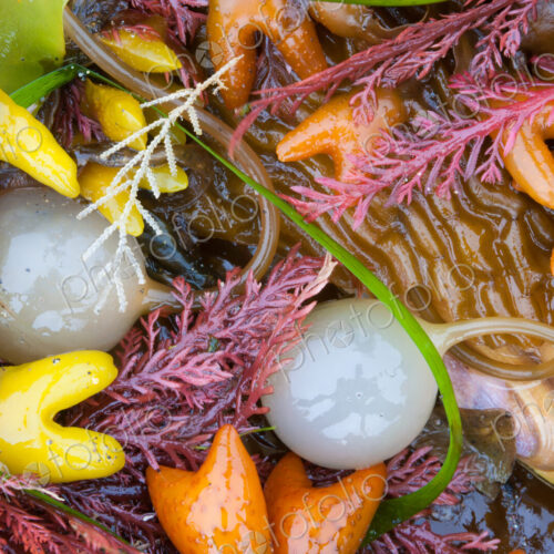 Seaweed, kelp, and sea shells on the coast of Alaska.
