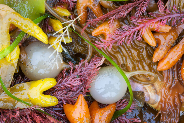 Seaweed, kelp, and sea shells on the coast of Alaska.