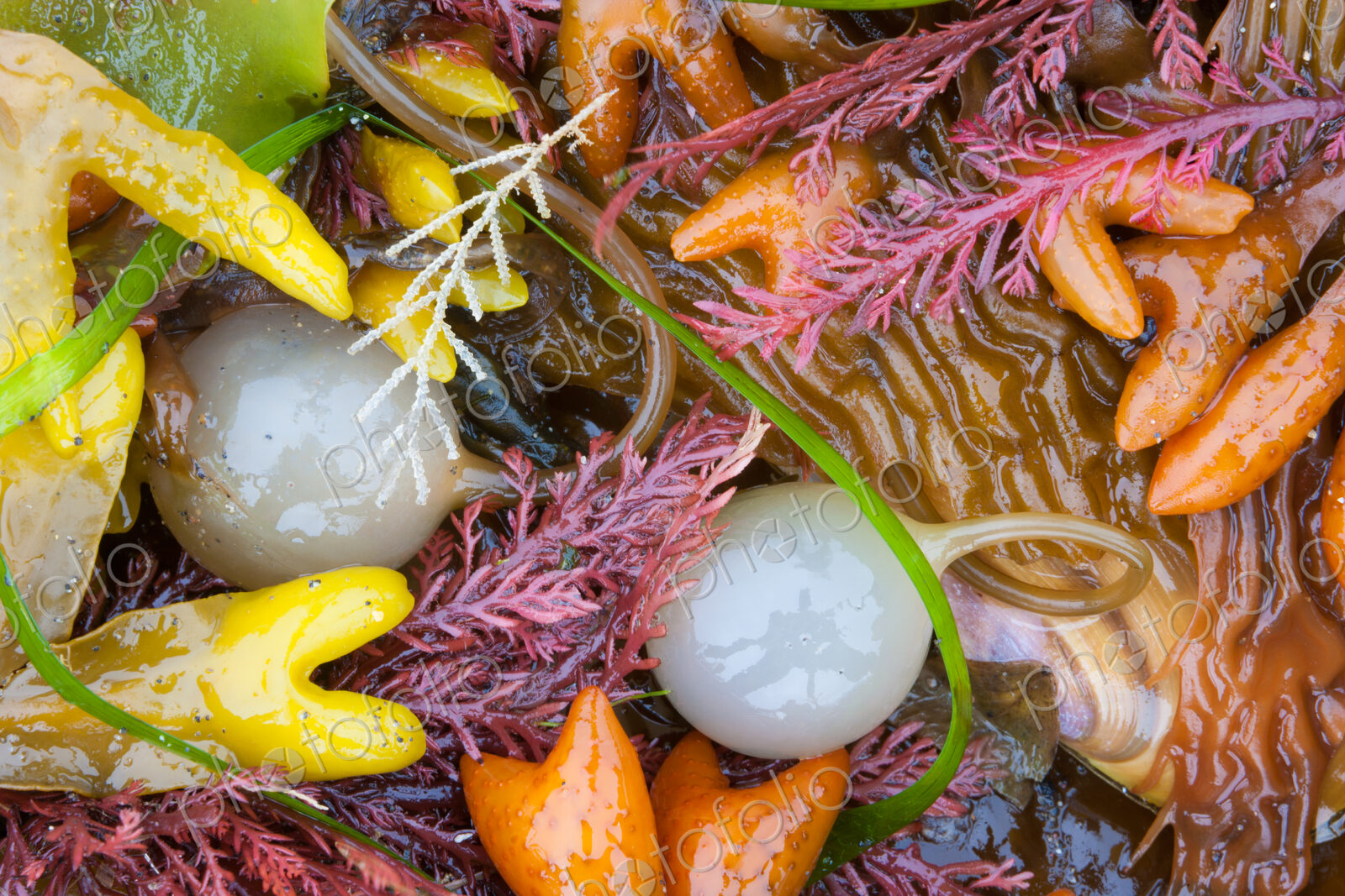 Seaweed, kelp, and sea shells on the coast of Alaska.