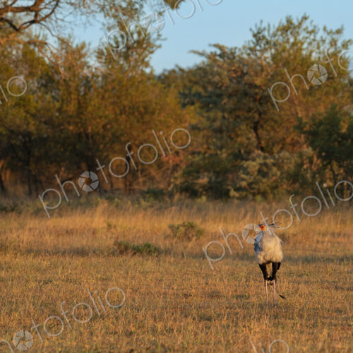 Secretary Bird, Sagittarius serpentarius, standing in short grass and golden light. Secretary Bird, Sagittarius serpentarius, standing in short grass and golden light.