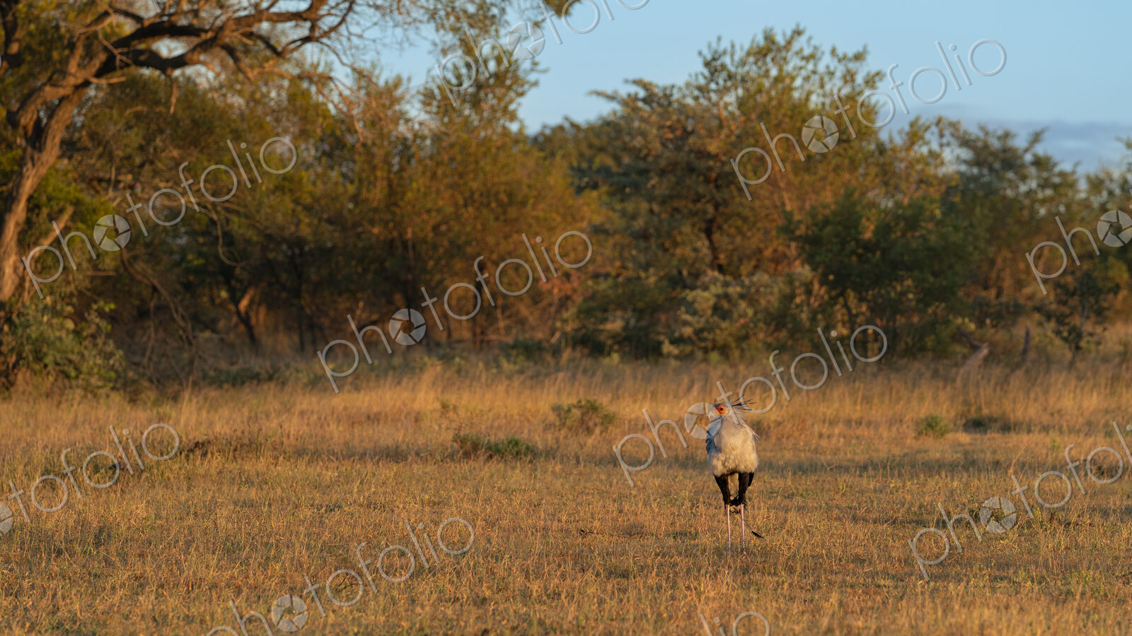 Secretary Bird, Sagittarius serpentarius, standing in short grass and golden light.