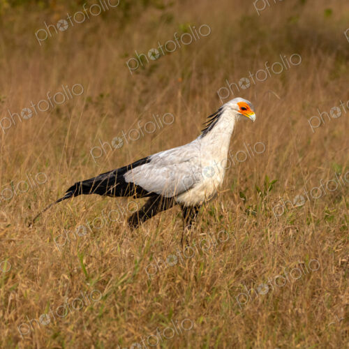 Secretary Bird, Sagittarius serpentarius, walking through grass. Secretary Bird, Sagittarius serpentarius, walking through grass.