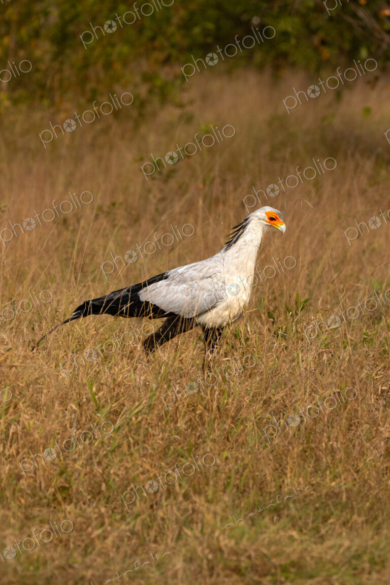 Secretary Bird, Sagittarius serpentarius, walking through grass.