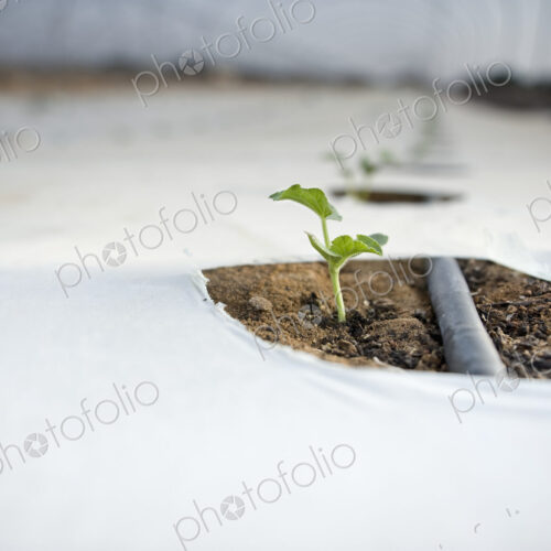 Seedling Growing in a Greenhouse