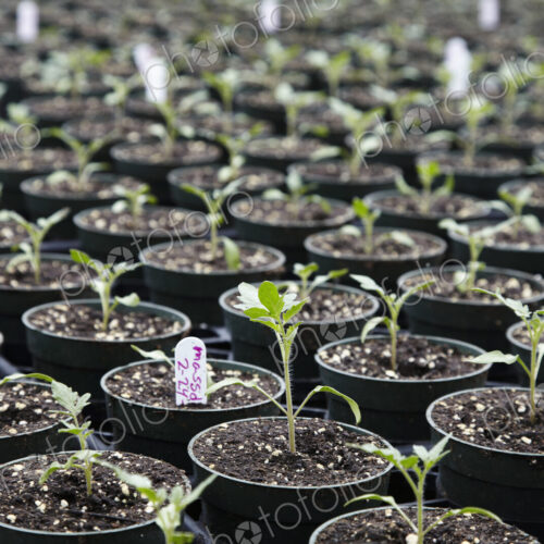 Seedling plants in pots packed together, a plant nursery. Labels. Seedling plants in pots packed together, a plant nursery. Labels.