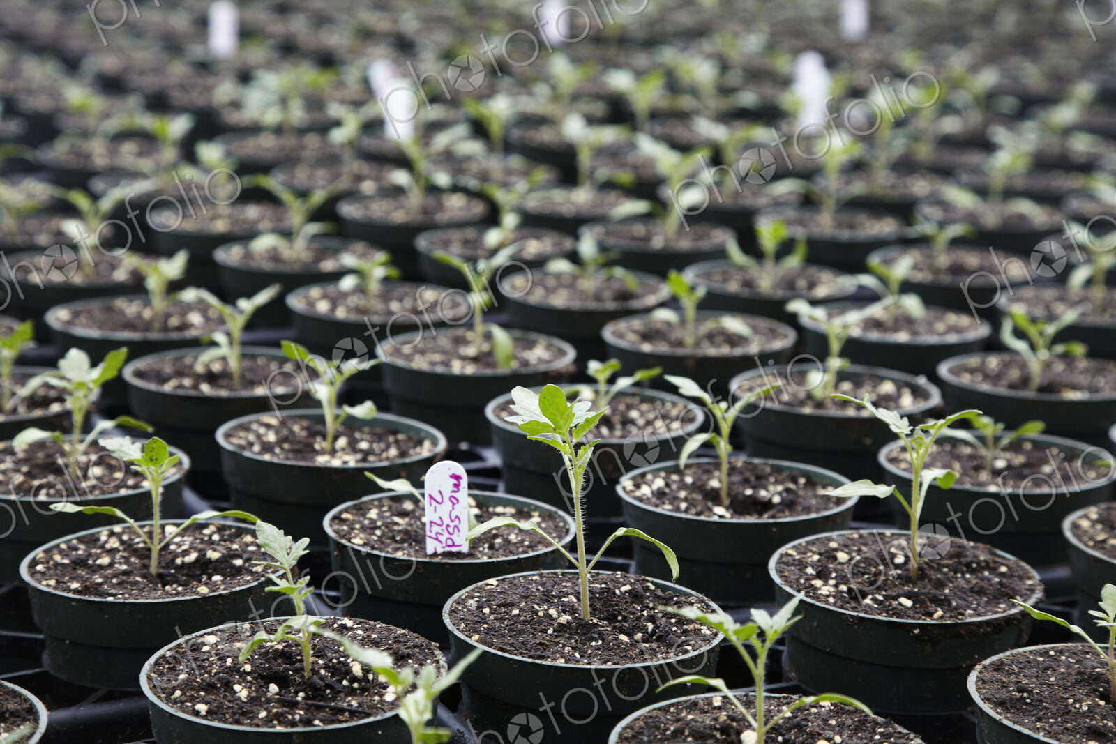 Seedling plants in pots packed together, a plant nursery. Labels.