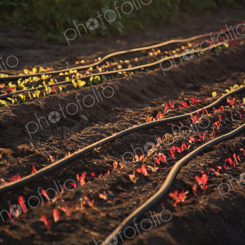 Seedlings growing in crop field