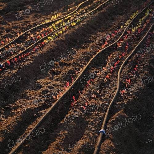 Seedlings growing in crop field