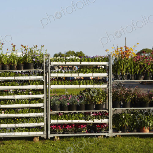 Selection of garden plants for sale at a flea market.