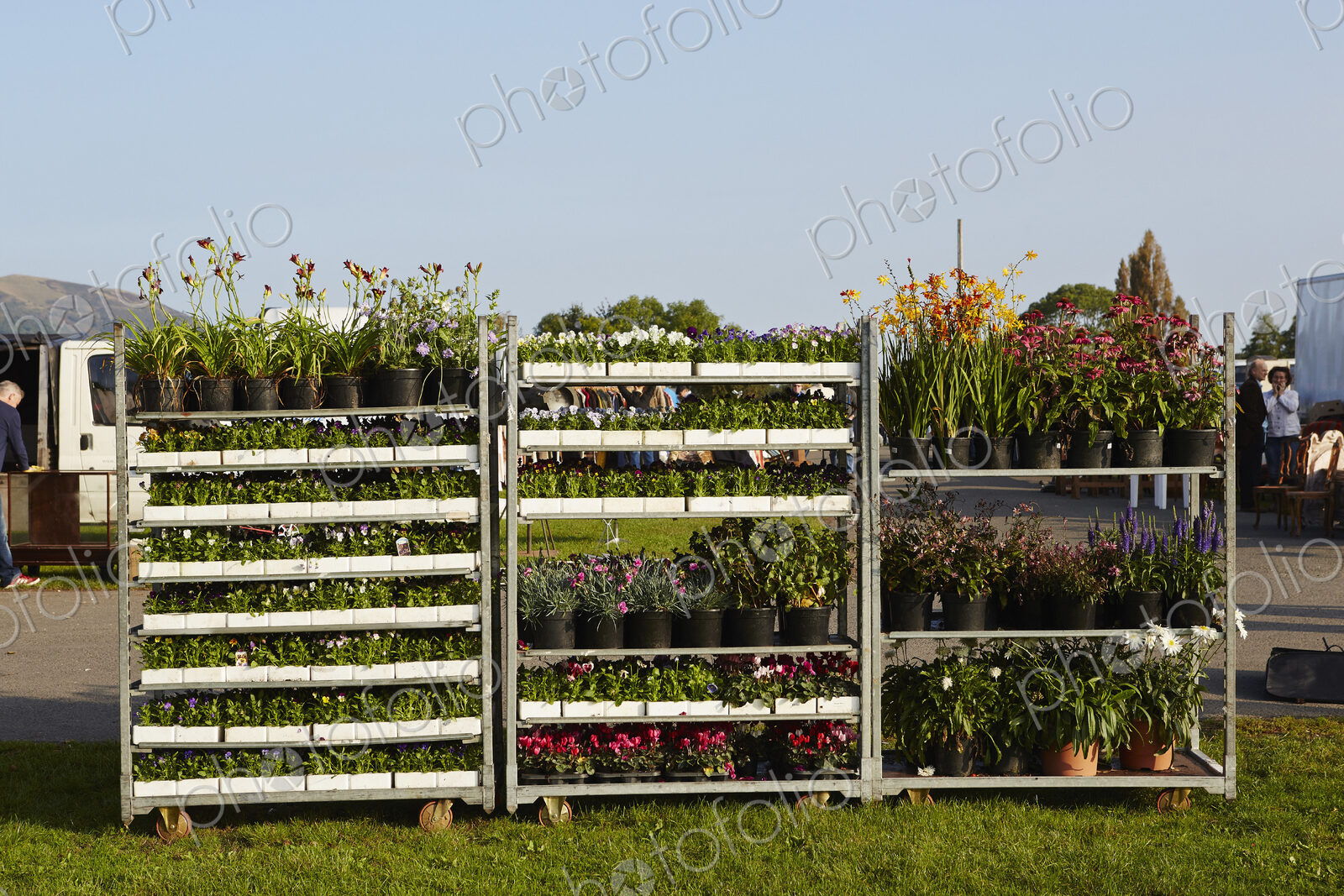 Selection of garden plants for sale at a flea market.