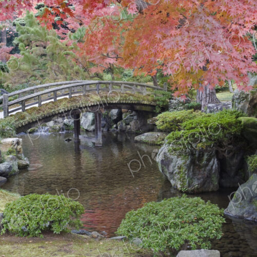 Sento Imperial palace gardens, lake and wooden bridge and Acer trees in autumn. Sento Imperial palace gardens, lake and wooden bridge and Acer trees in autumn.