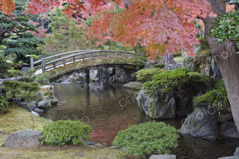 Sento Imperial palace gardens, lake and wooden bridge and Acer trees in autumn.