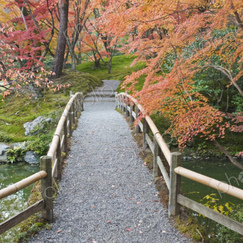 Sento Imperial palace gardens, lake and wooden bridge and Acer trees in autumn.