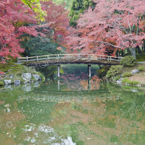 Sento Imperial palace gardens, lake and wooden bridge and Acer trees in autumn.