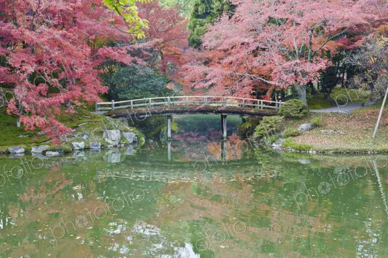 Sento Imperial palace gardens, lake and wooden bridge and Acer trees in autumn.